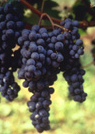 Primitivo Salento