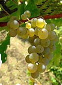 Sauvignon Traube Biowein